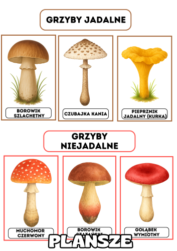 Grzyby - Plansze z ilustracjami i napisami