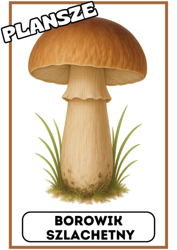 Grzyby - Plansze z ilustracjami i napisami 
