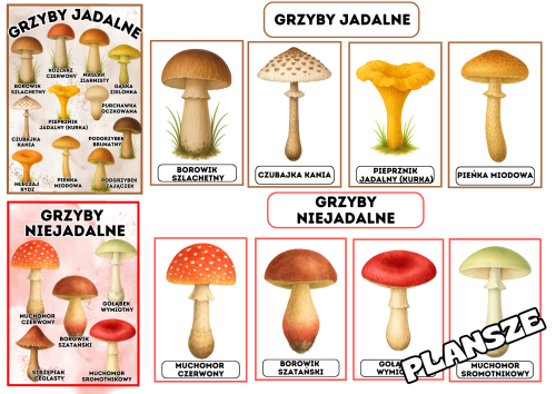 Grzyby - Plansze z ilustracjami i napisami 