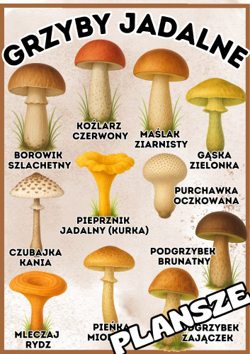 Grzyby - Plansze z ilustracjami i napisami  