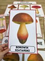 Grzyby - Plansze z ilustracjami i napisami 