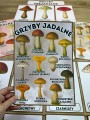 Grzyby - Plansze z ilustracjami i napisami 
