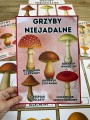 Grzyby - Plansze z ilustracjami i napisami 