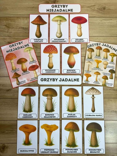 Grzyby - Plansze z ilustracjami i napisami 