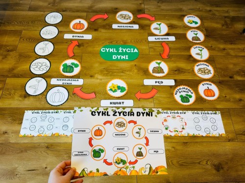 Dzień Dyni- Budowa i Cykl Życia Dyni 