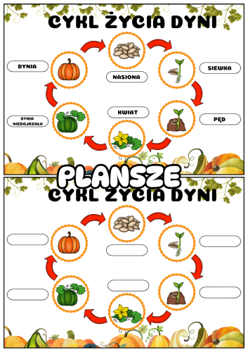 Dzień Dyni- Budowa i Cykl Życia Dyni  