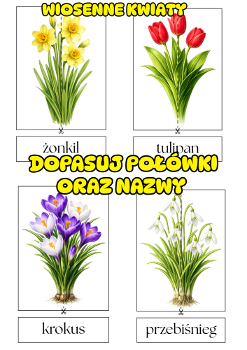 Wiosenne Kwiaty - Dopasuj Połówki oraz Nazwy - Wiosna