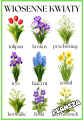 Wiosenne Kwiaty - Plansze - Wiosna