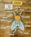 Budowa Pszczoły + Ilustracje - Dzień Pszczoły 