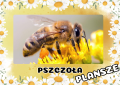 Plansze z Informacjami / Gazetka- Dzień Pszczoły