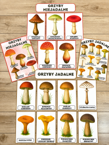 Grzyby - Plansze z ilustracjami i napisami 