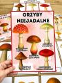 Grzyby - Plansze z ilustracjami i napisami  