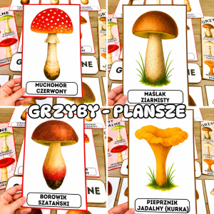 Grzyby - Plansze z ilustracjami i napisami  