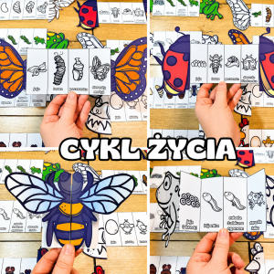 Cykl Życia Zwierząt - Książeczki Rozkładane ( kolorowe / biało - czarne)