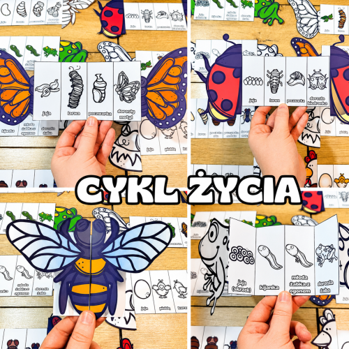 Cykl Życia Zwierząt - Książeczki Rozkładane ( kolorowe / biało - czarne)