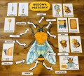 Budowa Pszczoły + ilustracje