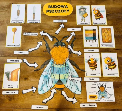 Budowa Pszczoły + ilustracje