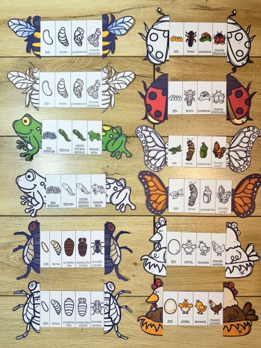 A. Wiosna- Cykl Życia Zwierząt