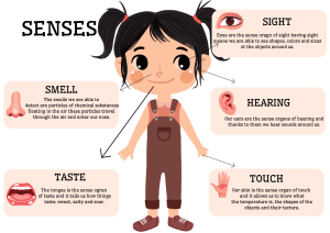 Zmysły- Plansze do dopasowania ANG