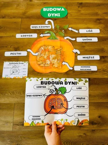 Dzień Dyni- Budowa i Cykl Życia Dyni
