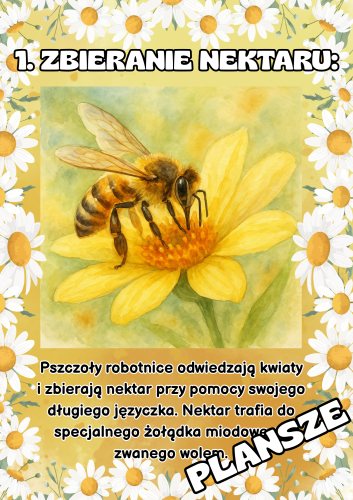 Pszczółki - Jak Powstaje Miód? - Plansze  