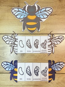 Pszczółki- Cykl życia- książeczki 